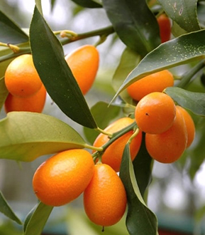 İstanbul Beykoz'da kumkuat fidanı yetiştiriciliği ve satışı yapan Yaşar Fidancılık, hem dekoratif hem de lezzetli meyveler sunan kaliteli fidanlar sağlar.