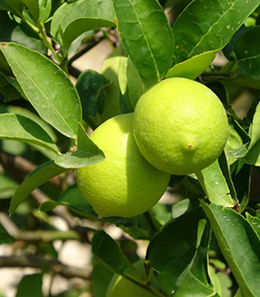 İstanbul Beykoz'da Mayer limon erkenci fidanı yetiştiriciliği ve satışı yapan Yaşar Fidancılık, erken ürün veren ve dayanıklı limon fidanları sunuyor.