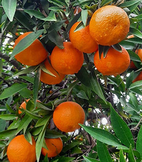 İstanbul Beykoz'da W. Murcott mandalina fidanı yetiştiriciliği ve satışı yapan Yaşar Fidancılık, yüksek verim ve tat garantisi sunan sağlıklı mandalina fidanları sağlar.
