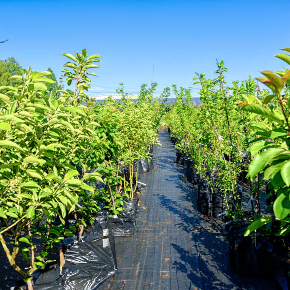 Yaşar Fidancılık, İstanbul Beykoz'da sağlıklı ve verimli fidanlar sunarak, doğayla uyumlu ve organik bir bahçe oluşturmanıza yardımcı olur.