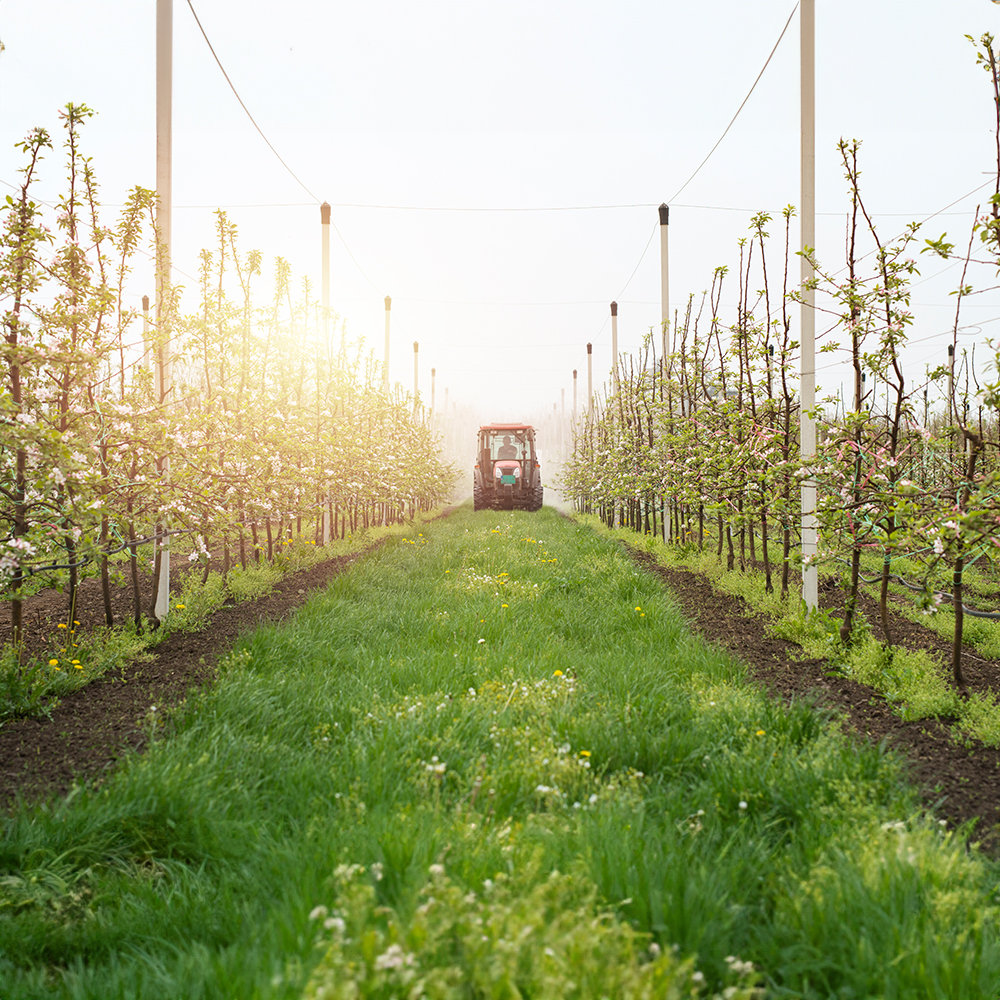 Geniş ürün yelpazesiyle Yaşar Fidancılık, yüksek verimli ve dayanıklı fidan seçenekleriyle bahçenize değer katar.