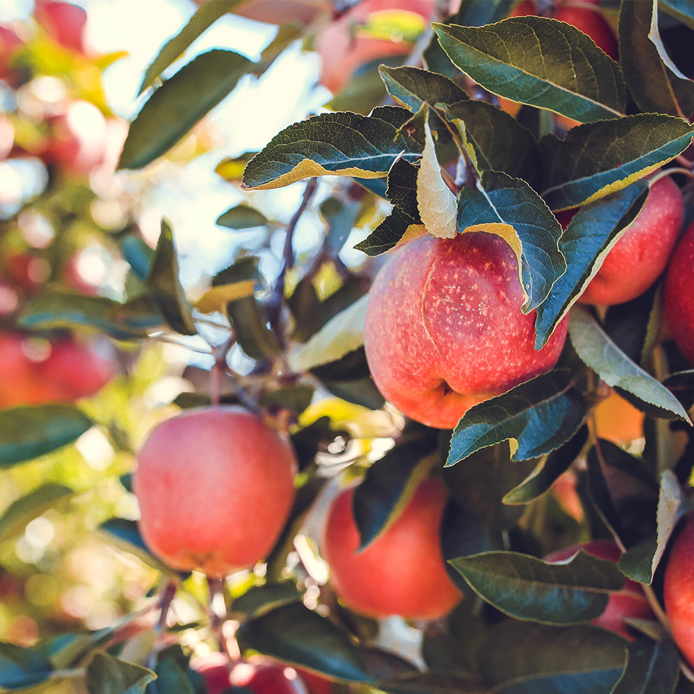 Bahçenizi en kaliteli fidanlarla yeşillendirmek için Yaşar Fidancılık, dayanıklı ve verimli ürün seçenekleriyle hizmetinizde.