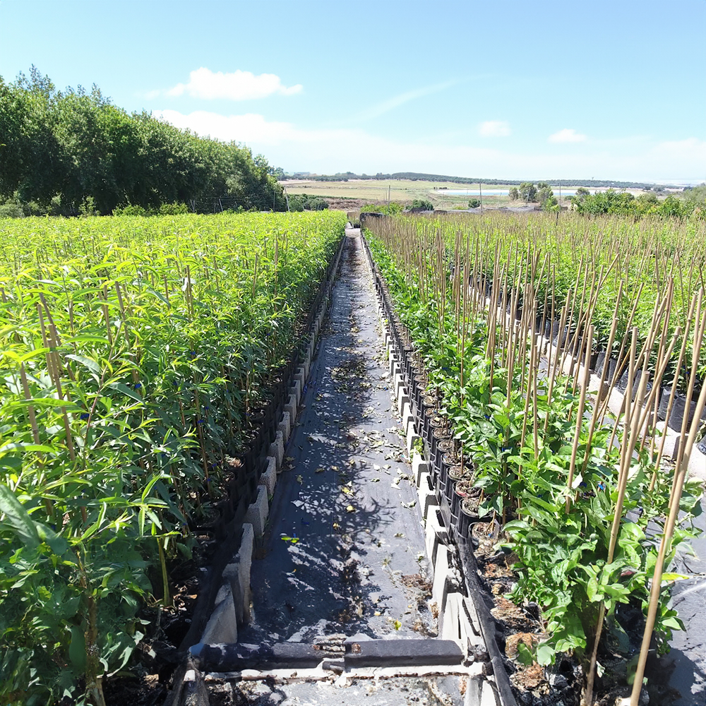 Yaşar Fidancılık, geniş fidan çeşitliliğiyle her ihtiyaca uygun meyve ve ağaç fidanları sunarak, bahçenizi en iyi şekilde değerlendirmenizi sağlar.