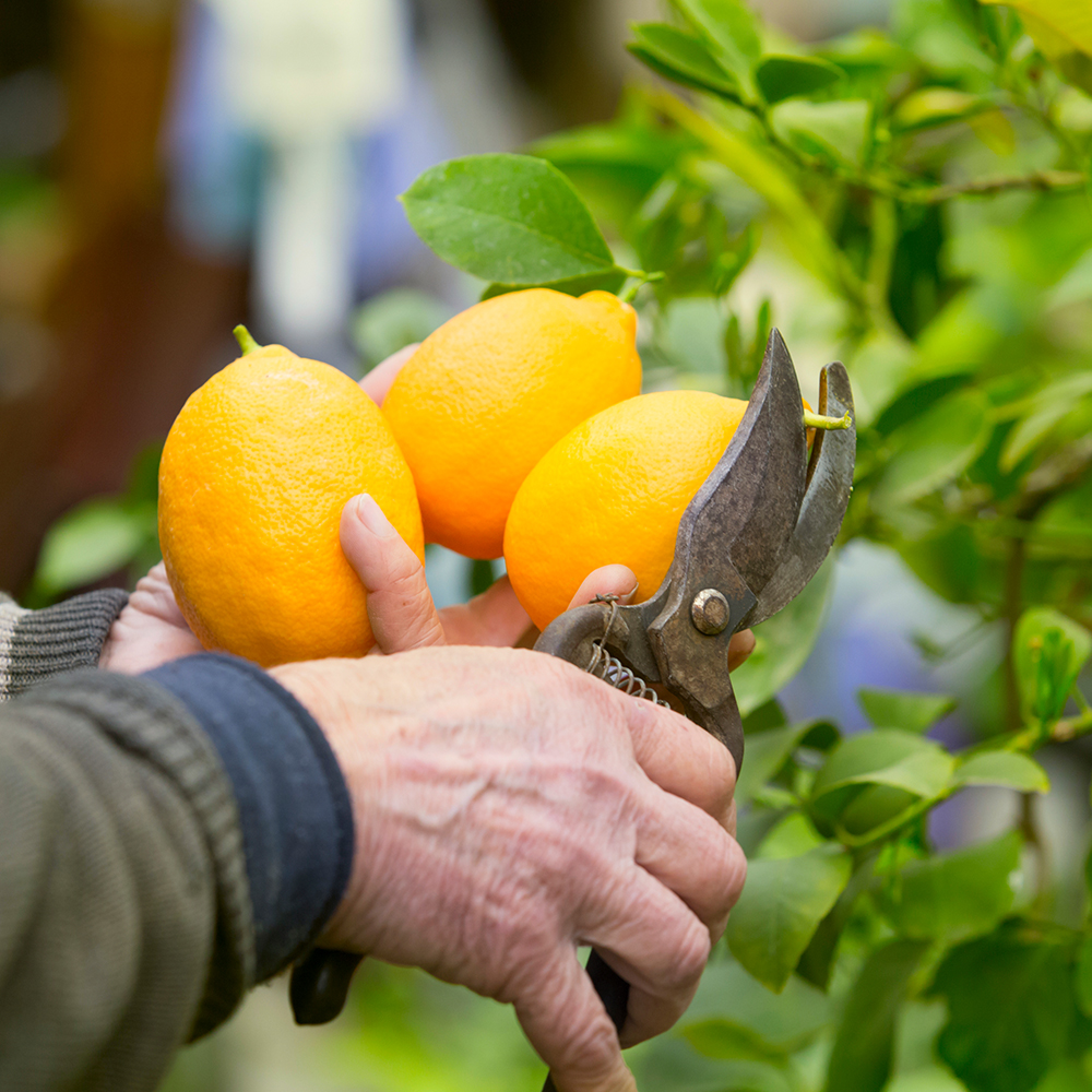 İstanbul Beykoz'da fidan yetiştiriciliğinde güvenilir bir adres olan Yaşar Fidancılık, sağlıklı fidanlar ve uzman desteği sunuyor.