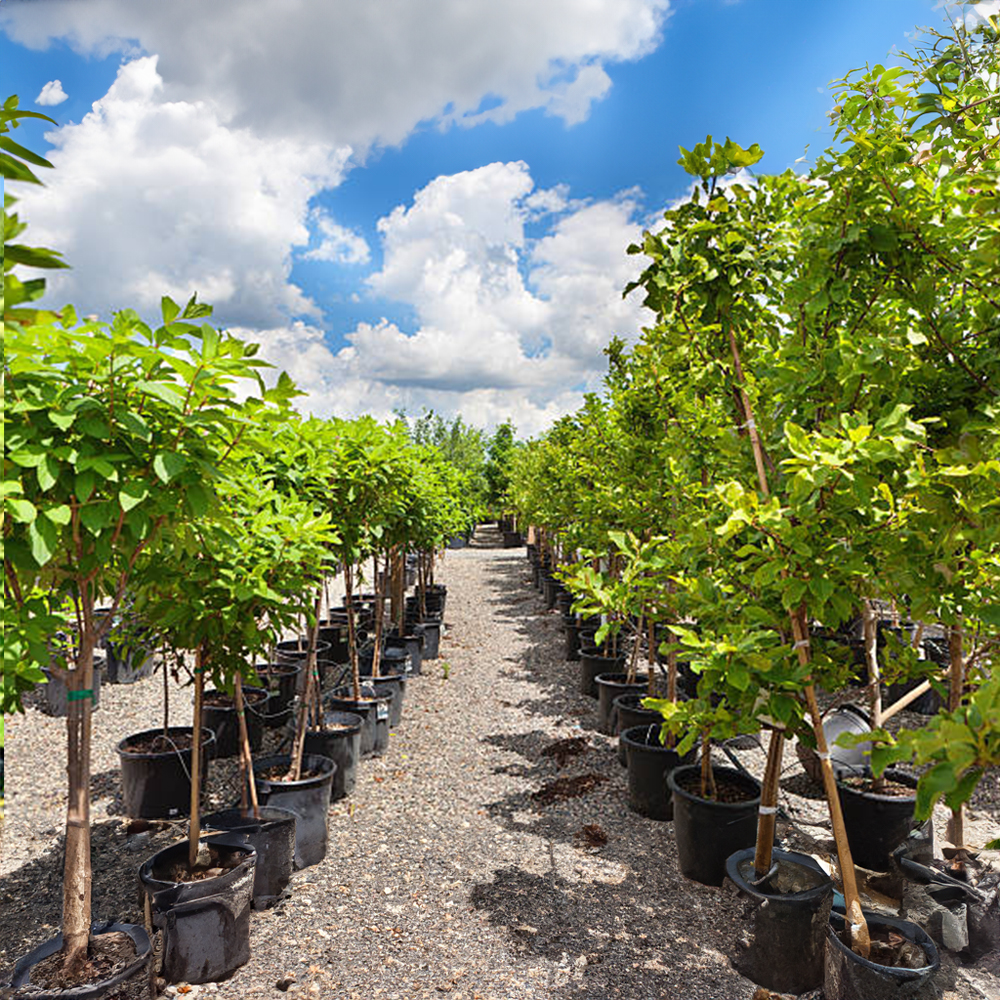 Yaşar Fidancılık, kaliteli fidan üretimi ve satışında lider olarak, her türlü meyve ağaçları ve narenciye fidanlarını sunuyor.