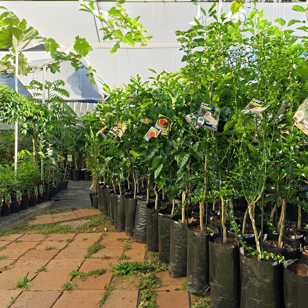 Bahçenizde verimli bir hasat için doğru fidan seçimi yapan Yaşar Fidancılık, meyve fidanlarından çiçekli bitkilere kadar geniş bir yelpazeye sahiptir.