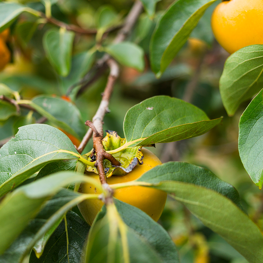 Yaşar Fidancılık, İstanbul Beykoz'da doğal yöntemlerle yetiştirilen sağlıklı fidanlarla, doğaya katkı sağlarken verimli ürünler almanızı sağlar.