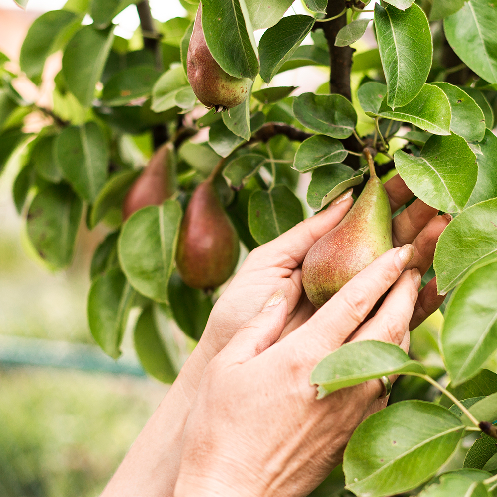 Yaşar Fidancılık, kaliteli meyve fidanları ve bakım desteğiyle İstanbul Beykoz'da her tür bitki yetiştiriciliği için en iyi çözümü sunar.